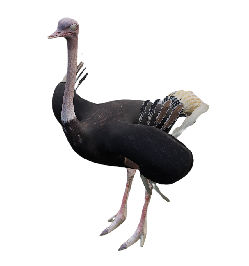 Ostrich