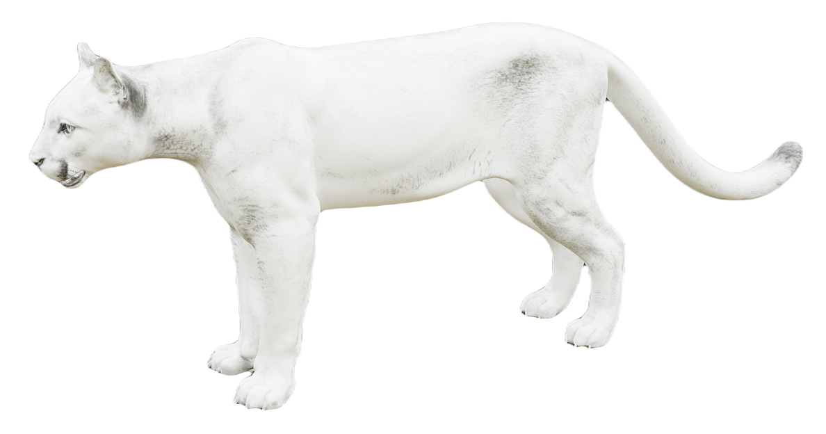 Puma male fur 6