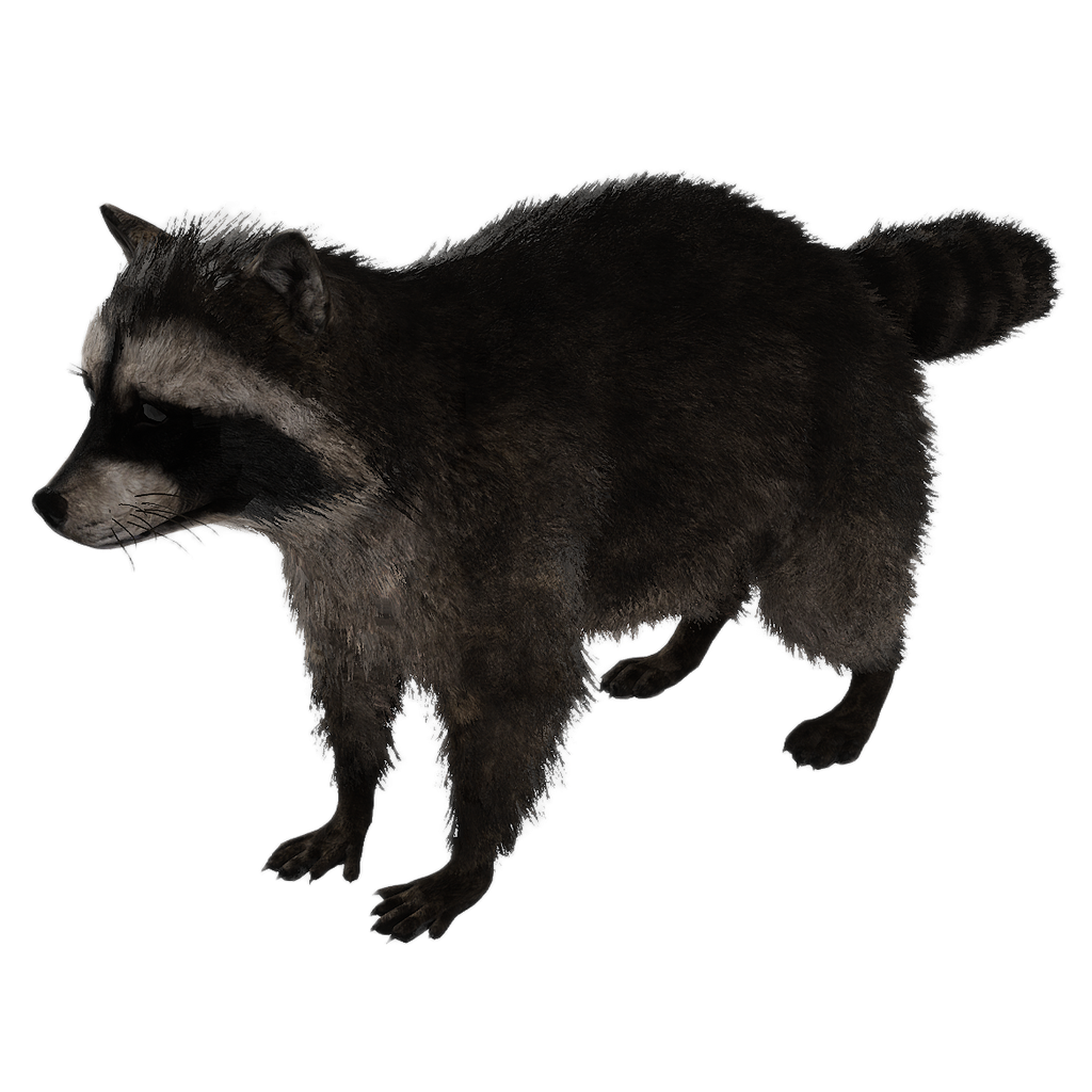 Raccoon