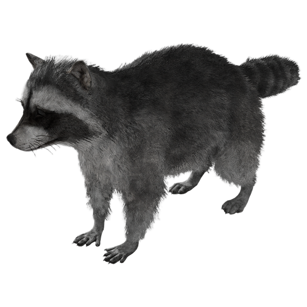 Raccoon male fur 1