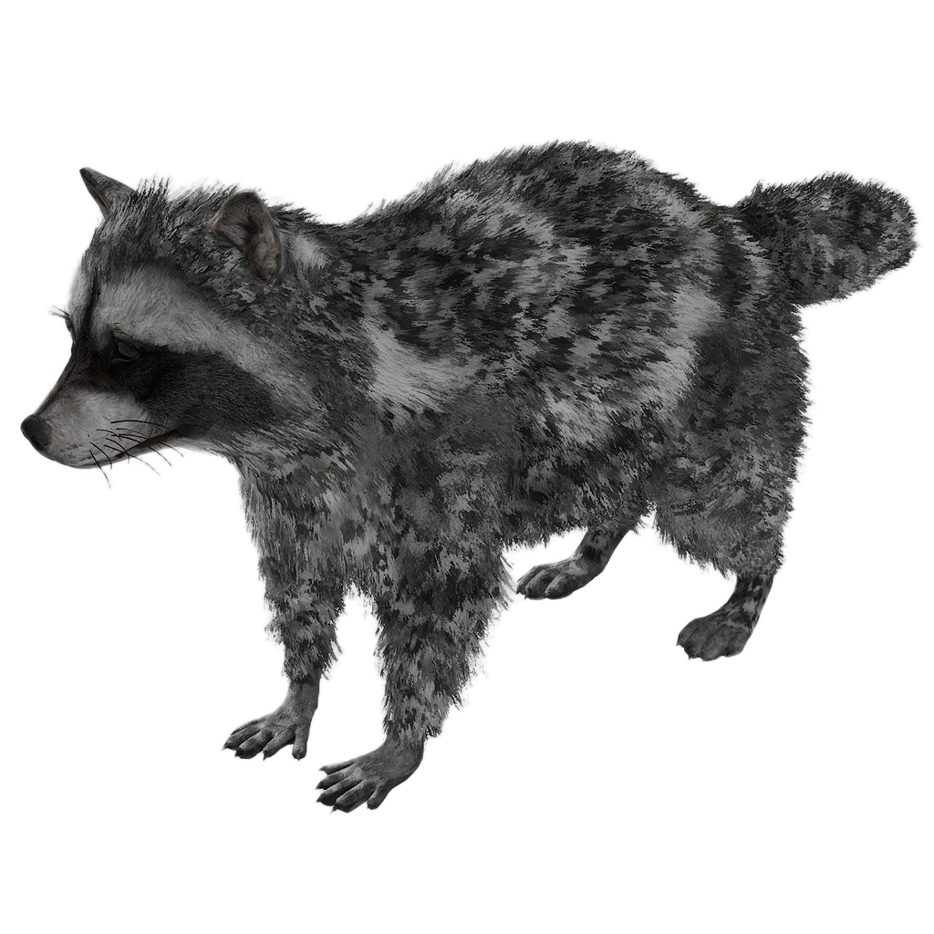 Raccoon male fur 10