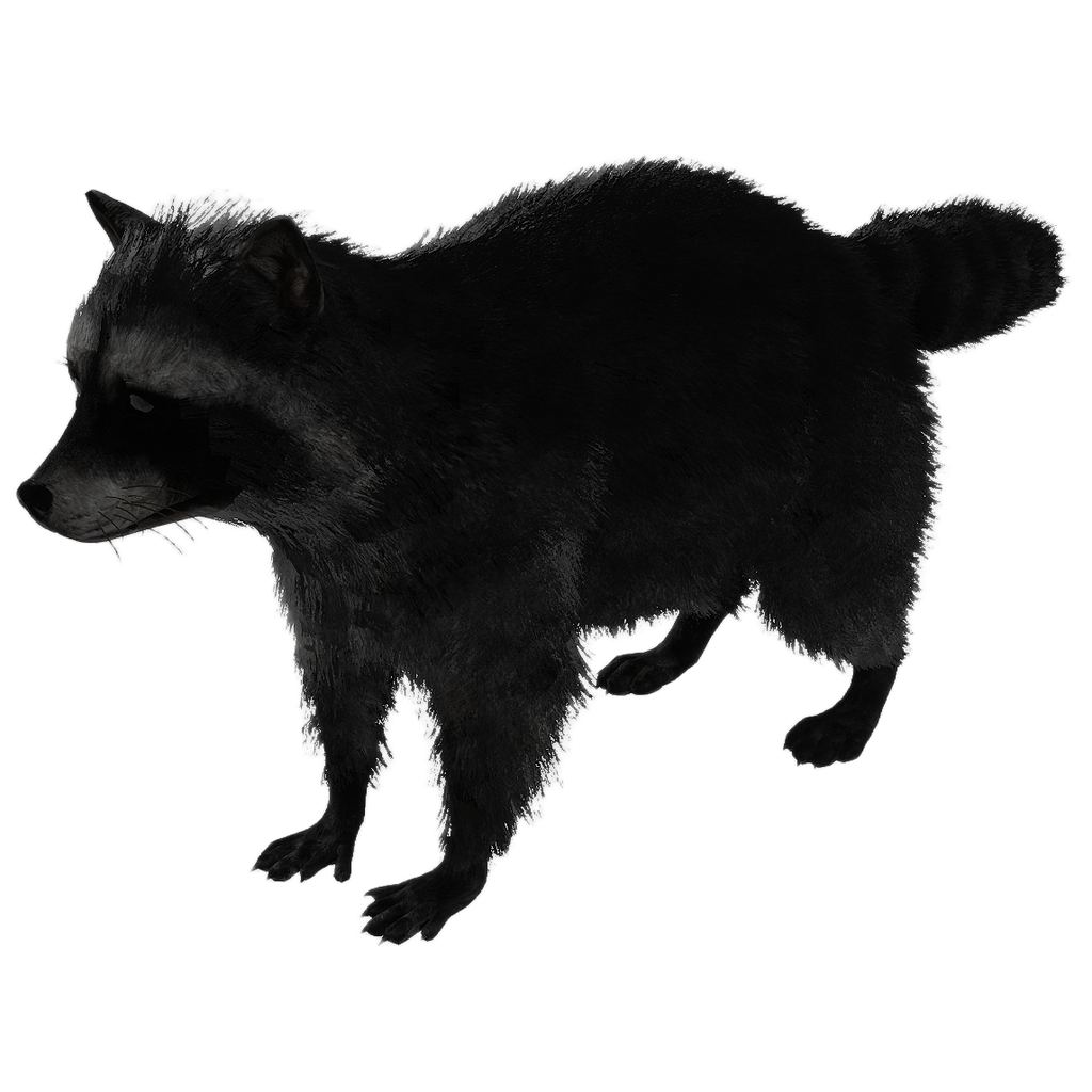 Raccoon male fur 4