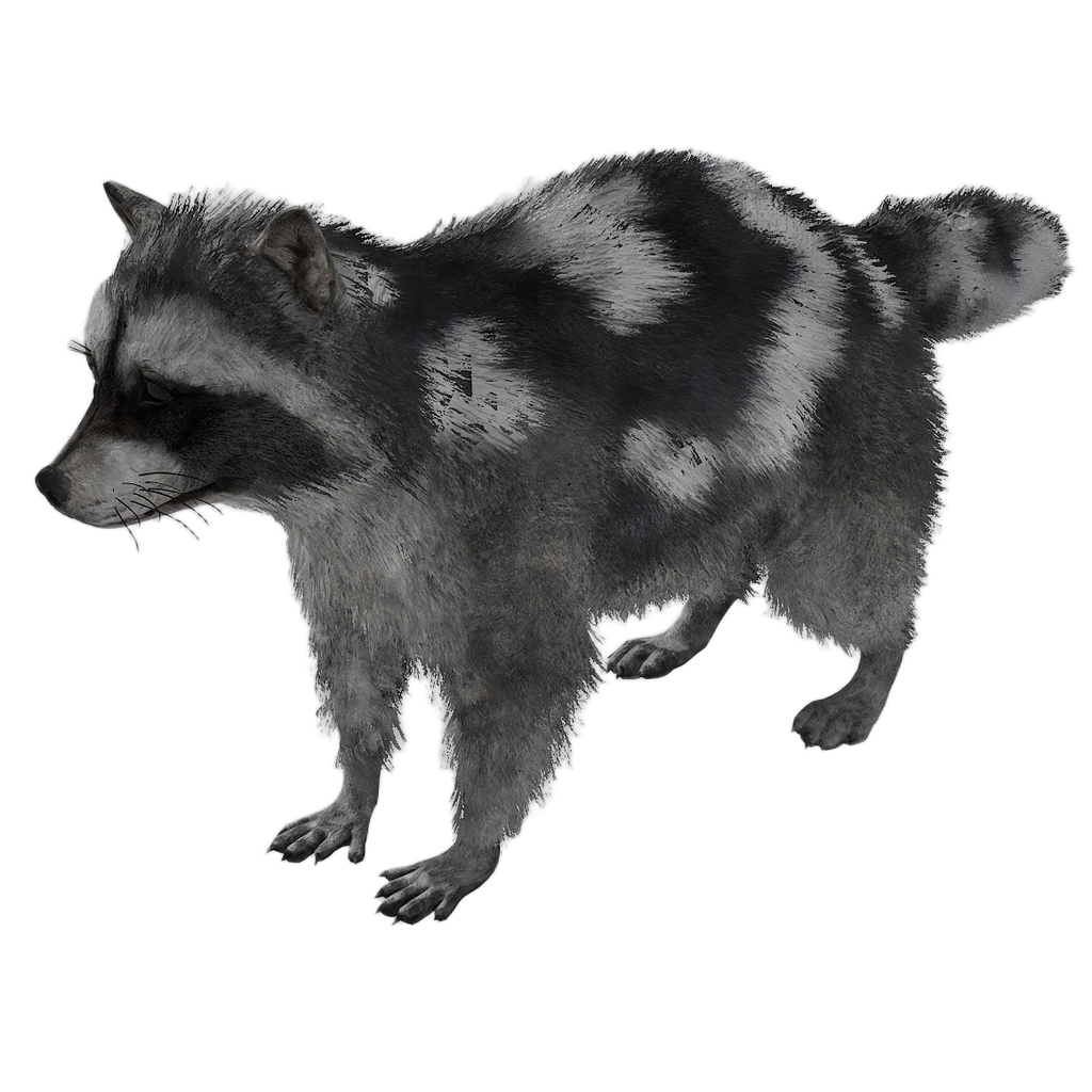 Raccoon male fur 9