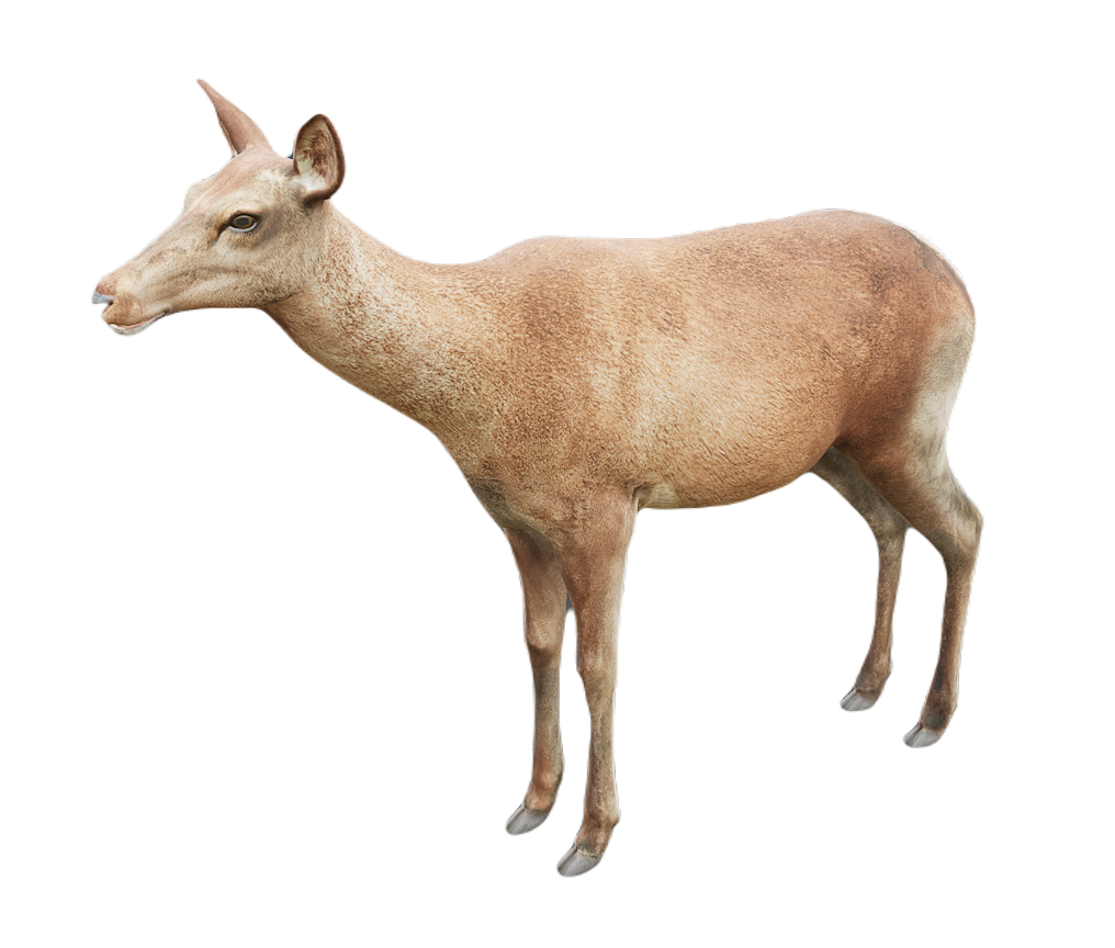 Red Deer female fur 0