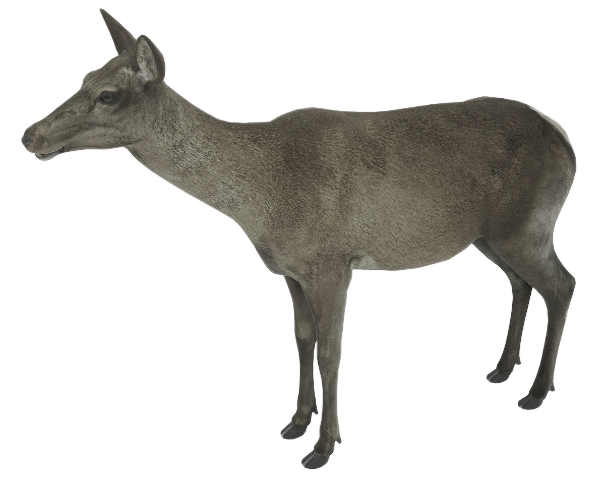 Red Deer female fur 1