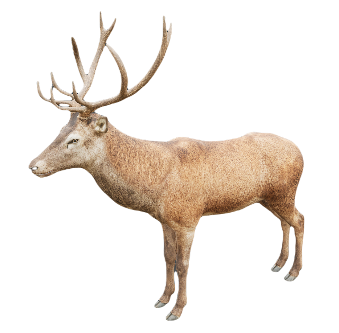 Red Deer