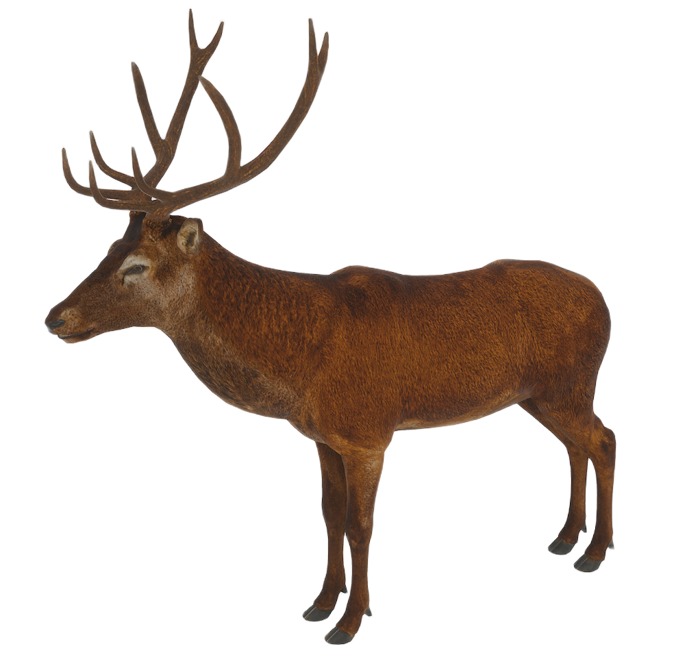 Red Deer male fur 3