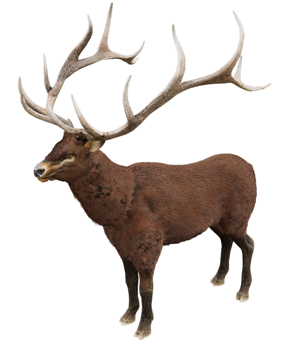 Red Deer male fur 5