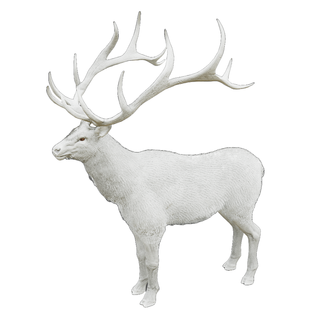 Red Deer male fur 8