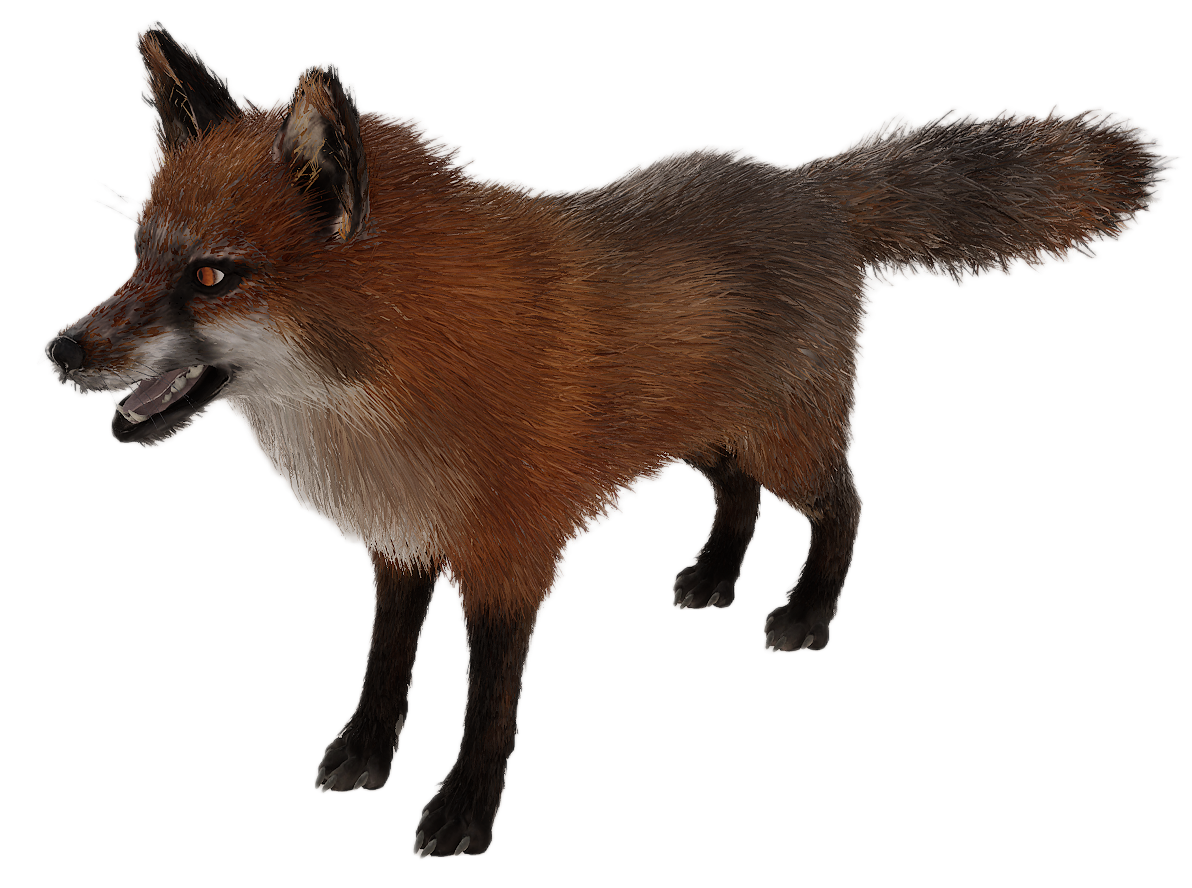 Red Fox