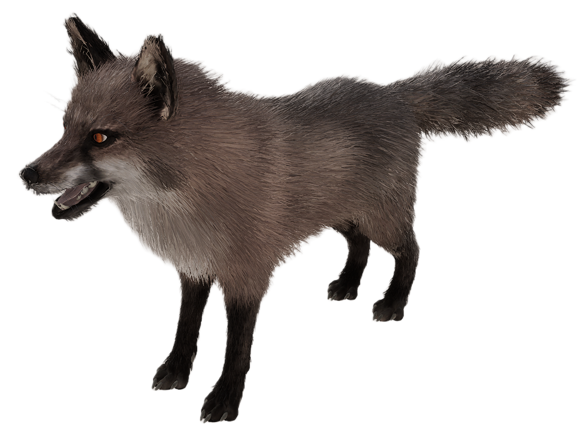 Red Fox male fur 1