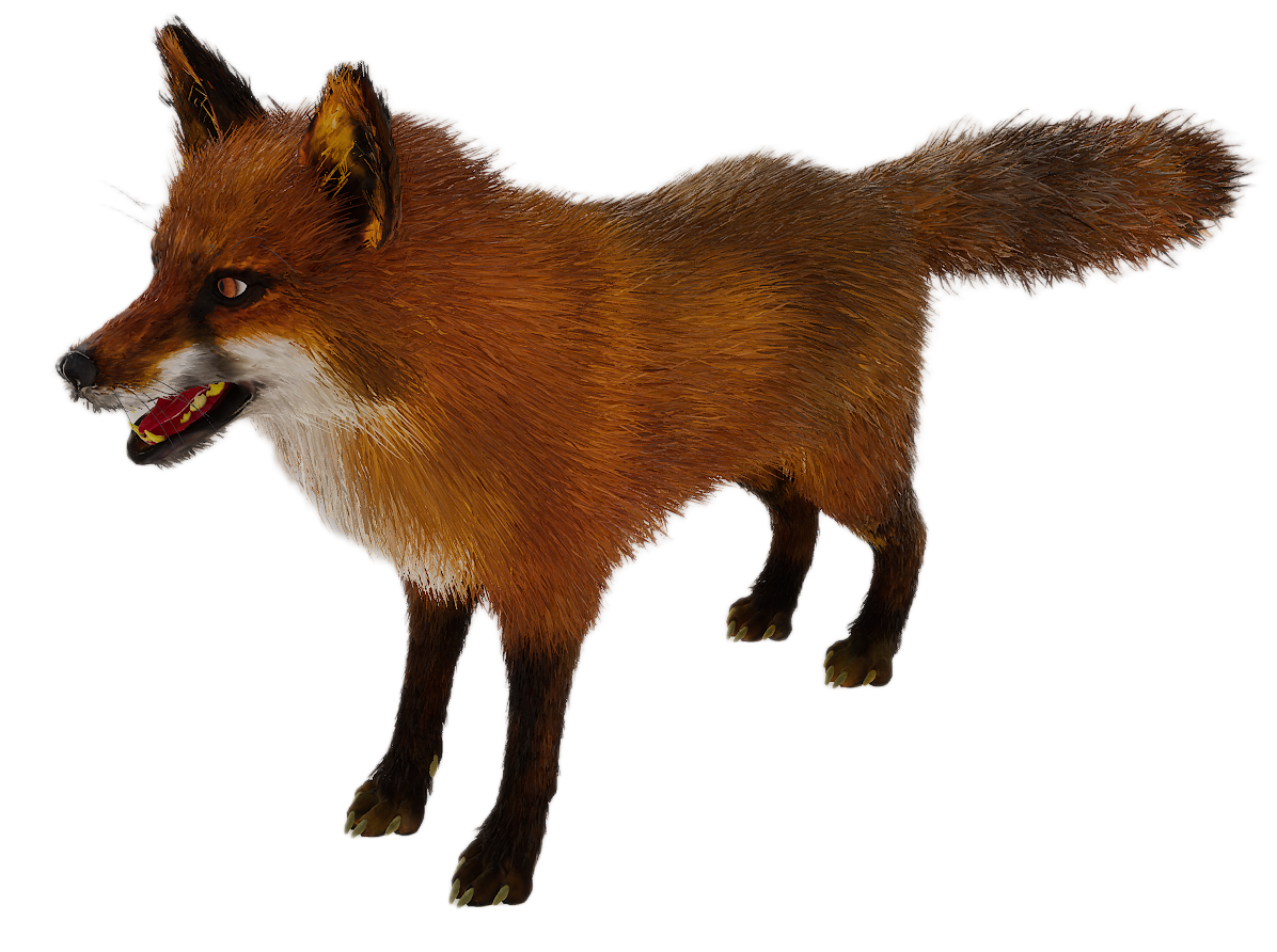 Red Fox male fur 3