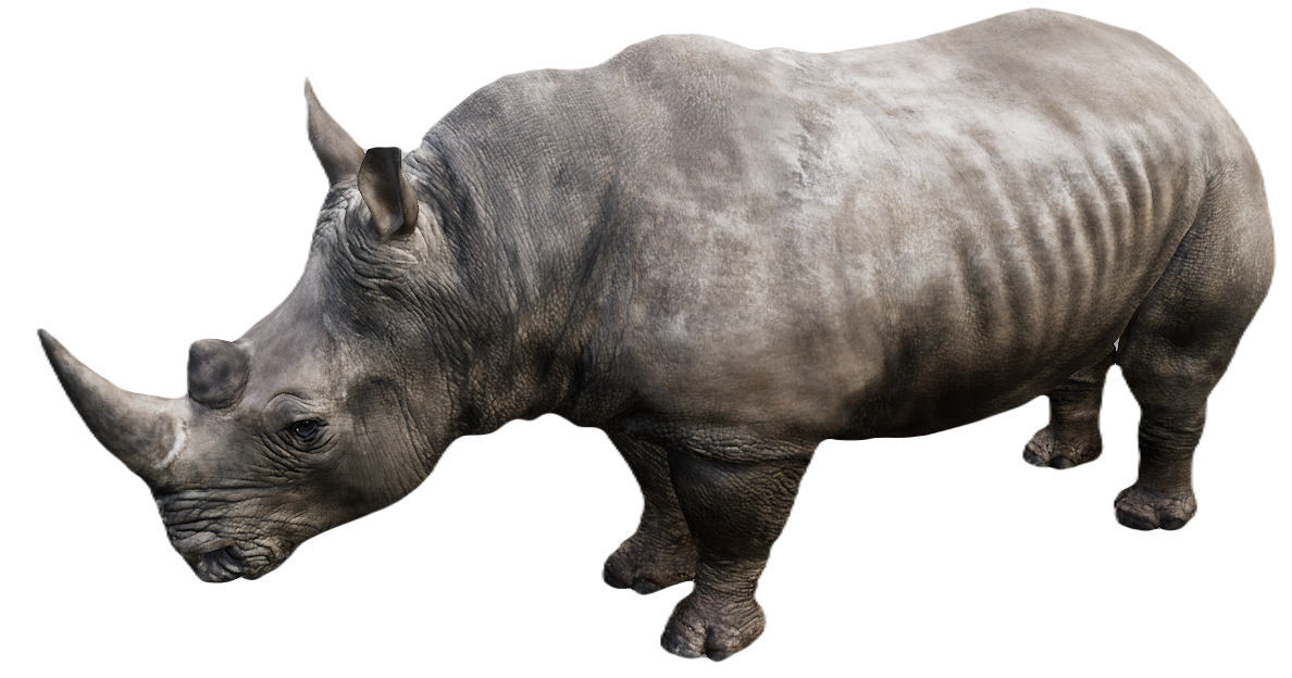 White Rhinoceros male fur 2