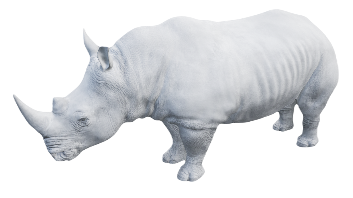 White Rhinoceros male fur 6