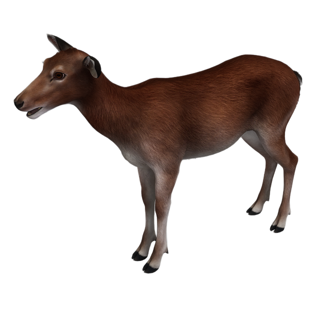 Sika Deer female fur 0