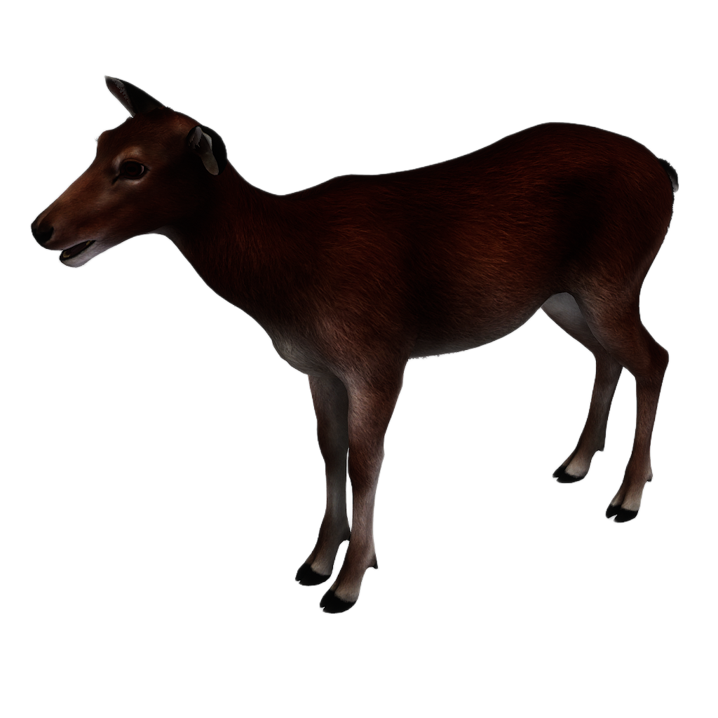 Sika Deer female fur 2