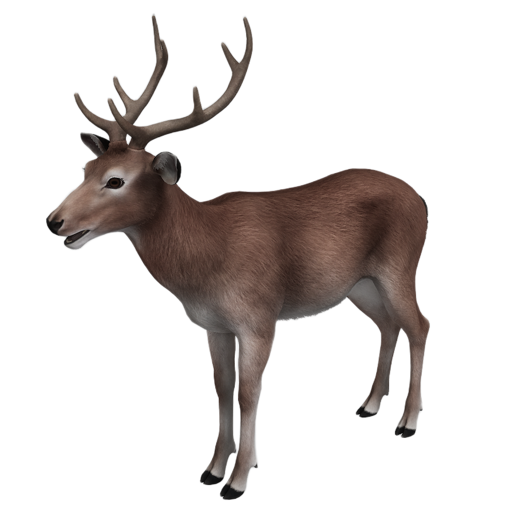 Sika Deer male fur 1