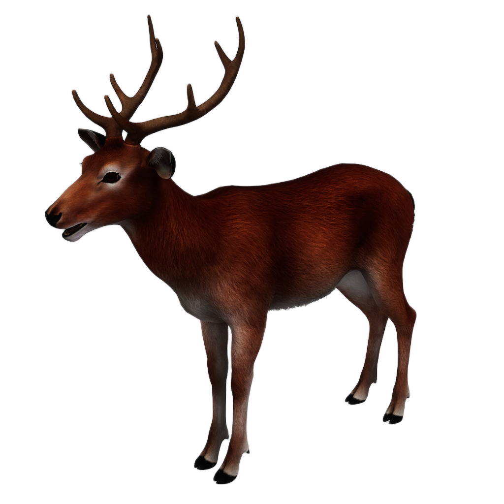 Sika Deer male fur 2