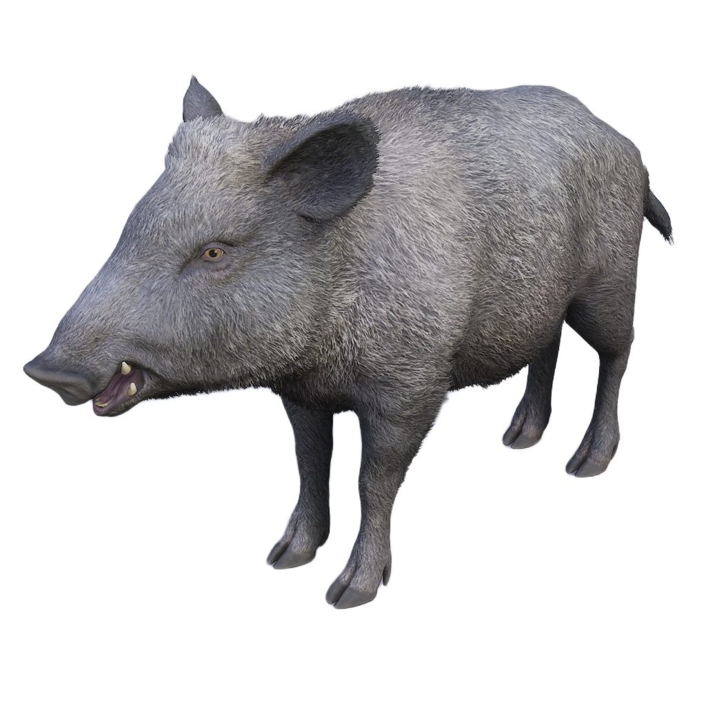 Ussuri Wild Boar female fur 1