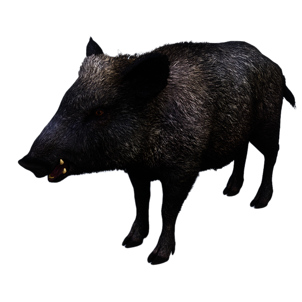 Ussuri Wild Boar female fur 2
