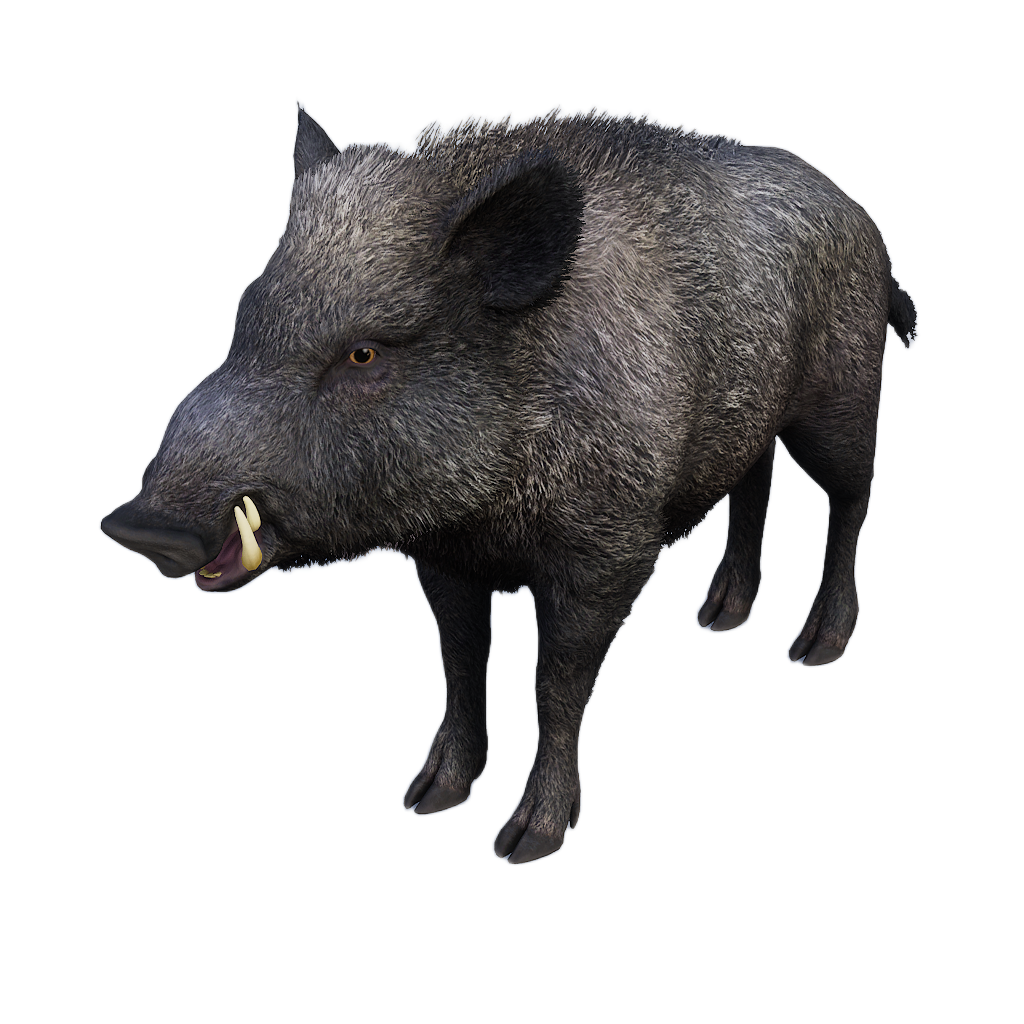 Ussuri Wild Boar