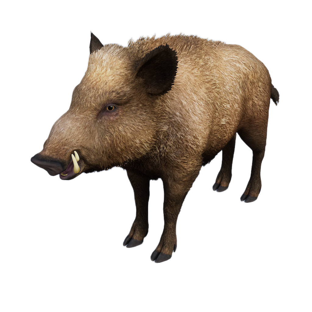 Ussuri Wild Boar male fur 3