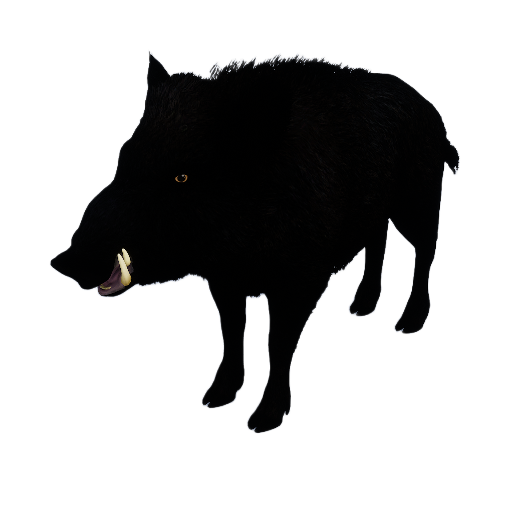 Ussuri Wild Boar male fur 4