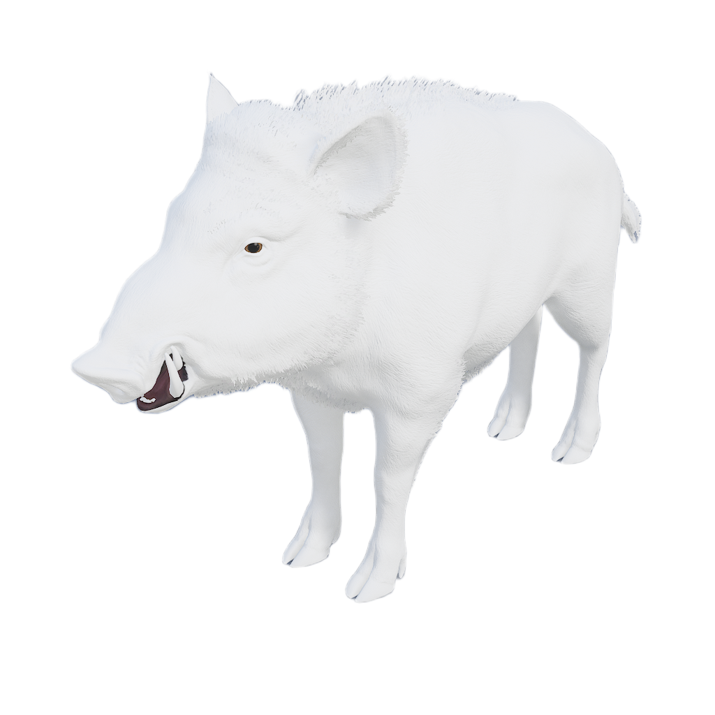 Ussuri Wild Boar male fur 6