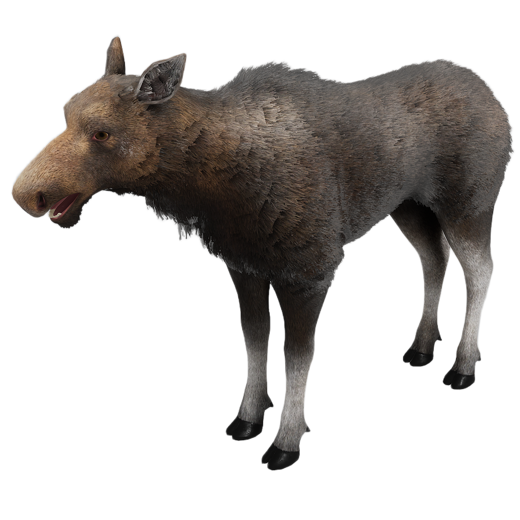 Ussuri Moose female fur 0