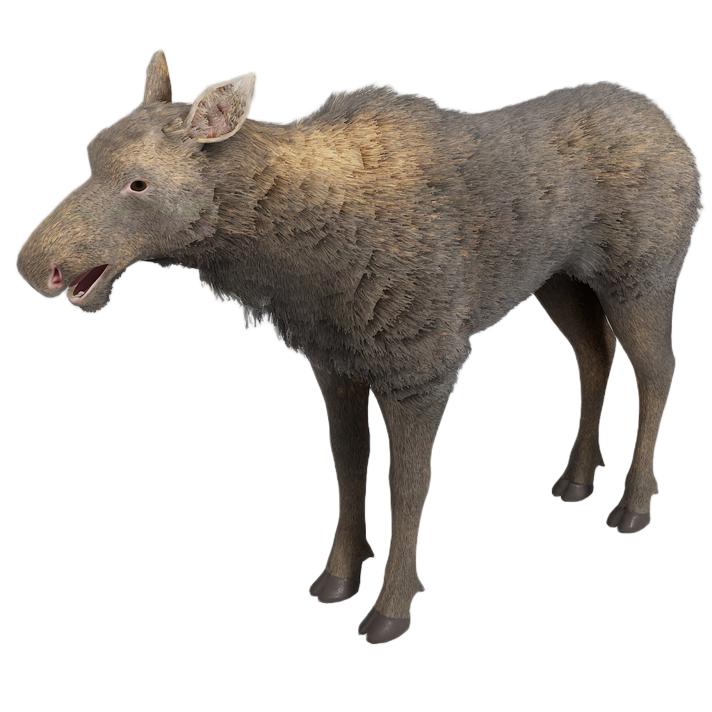 Ussuri Moose female fur 3