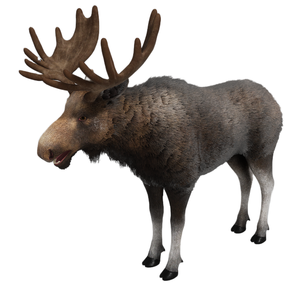 Ussuri Moose