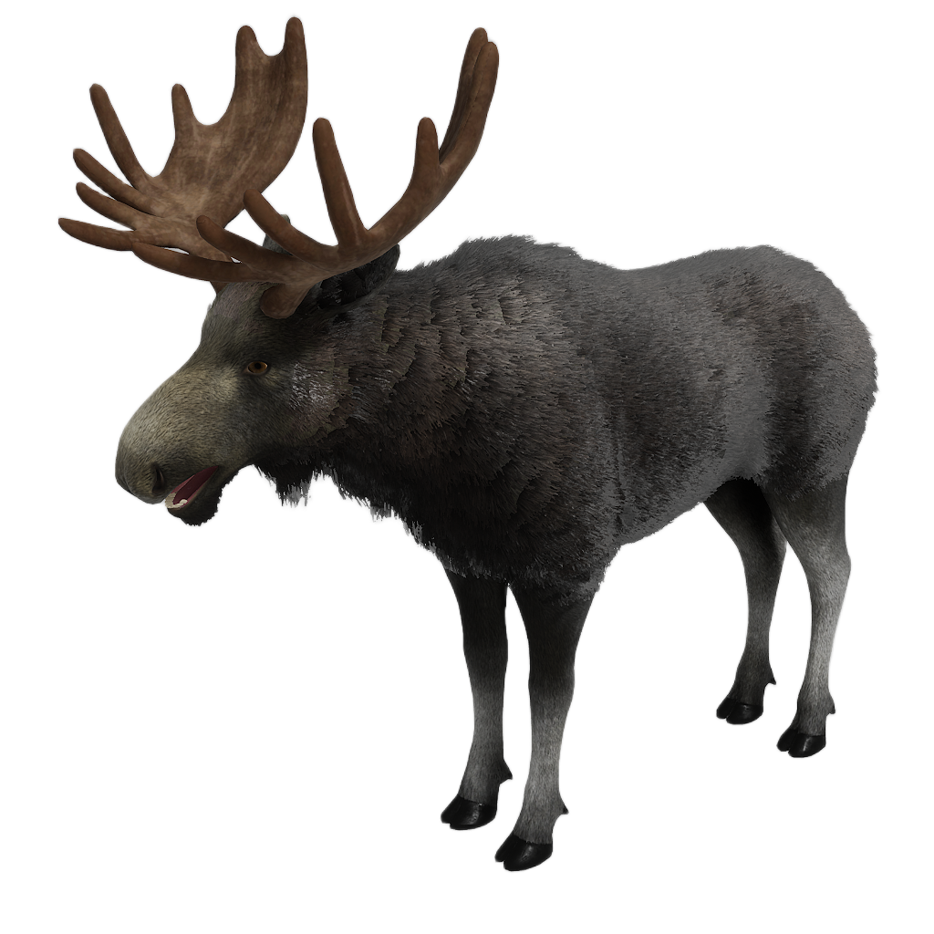 Ussuri Moose male fur 1