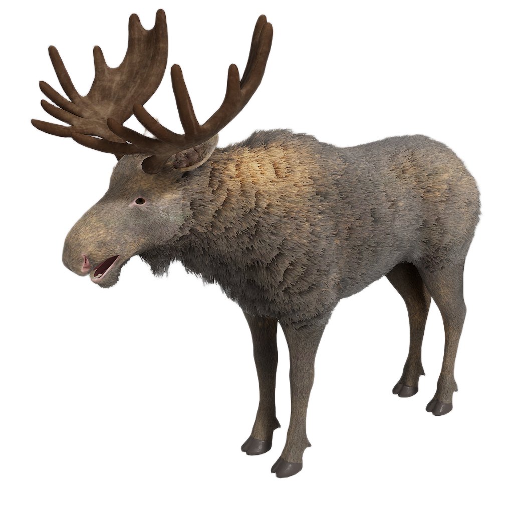 Ussuri Moose male fur 3