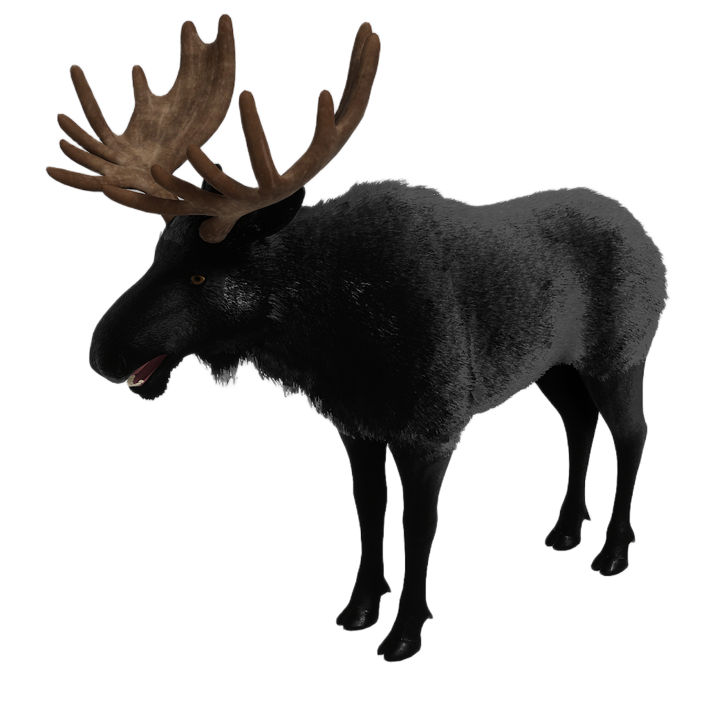 Ussuri Moose male fur 4