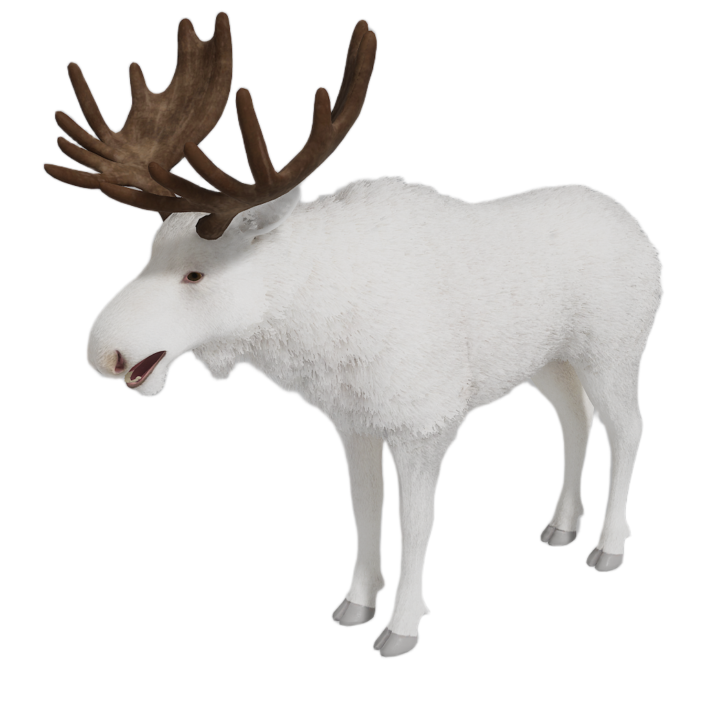 Ussuri Moose male fur 6