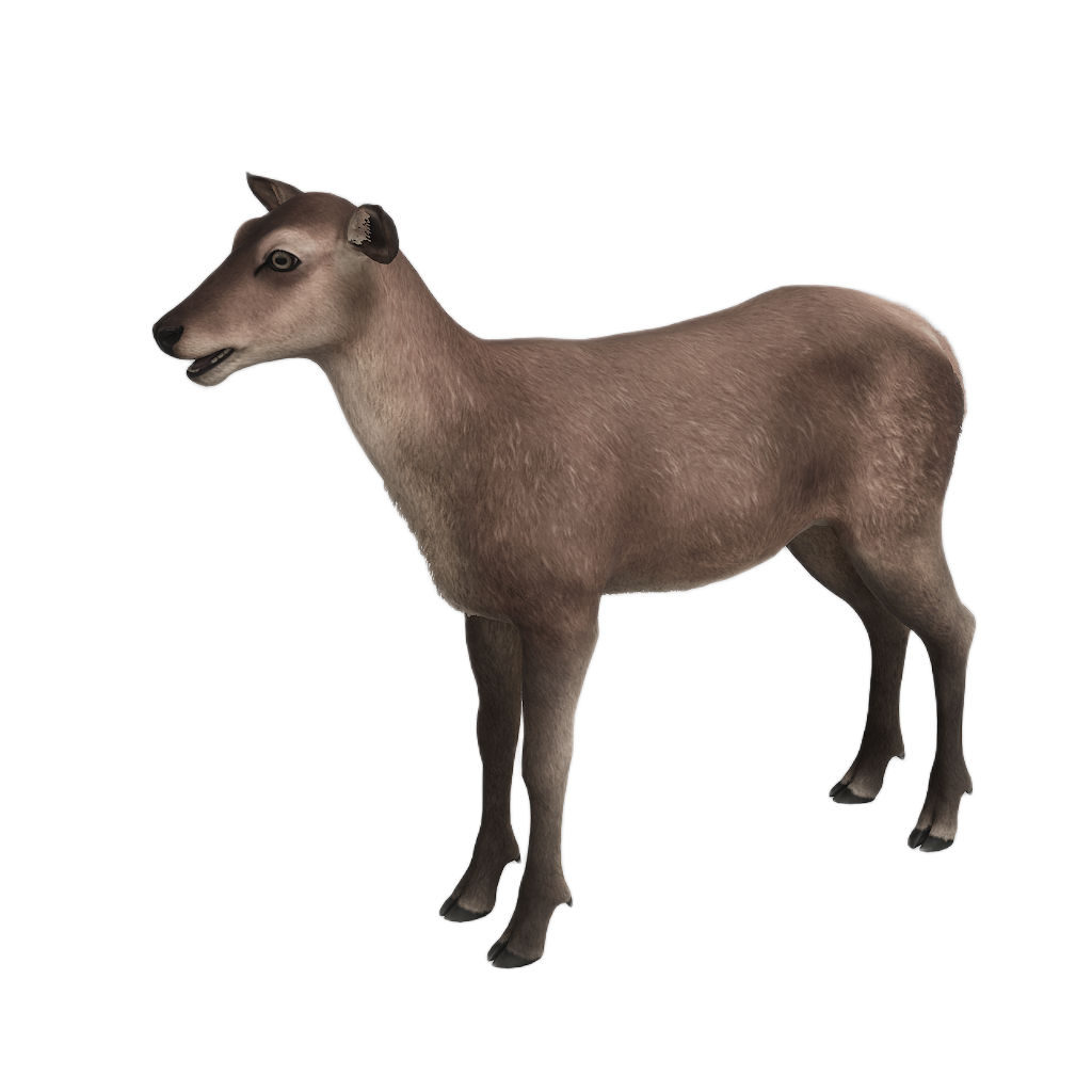 Ussuri Red Deer female fur 1