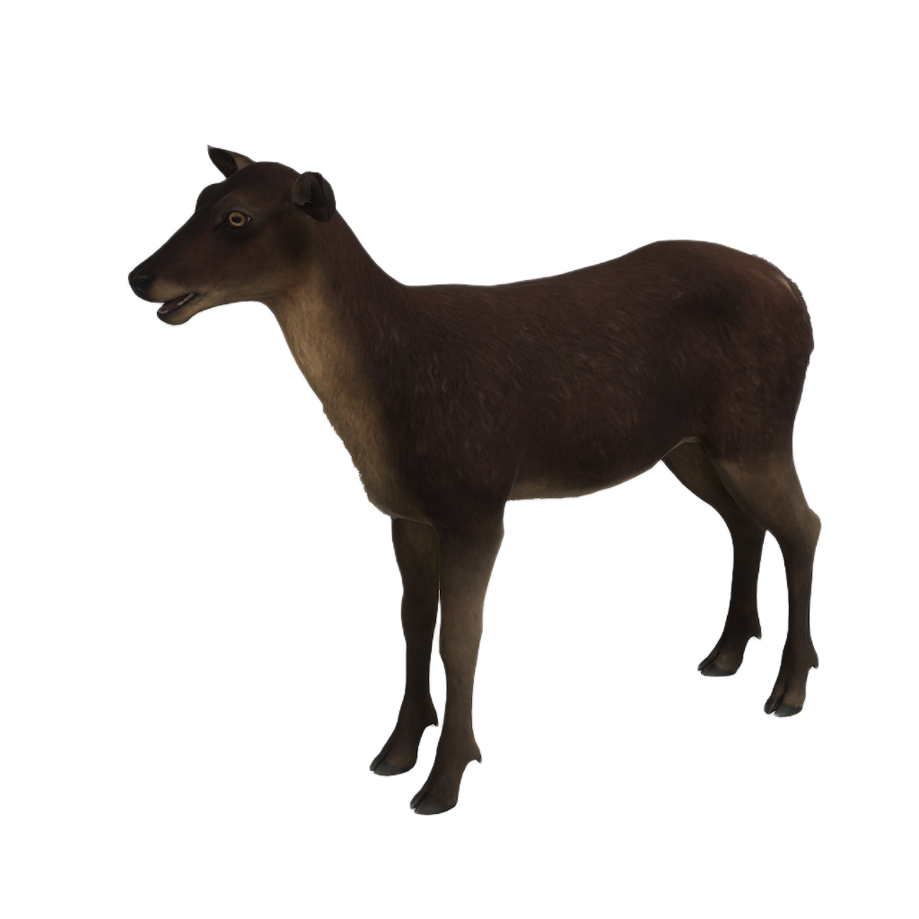 Ussuri Red Deer female fur 2