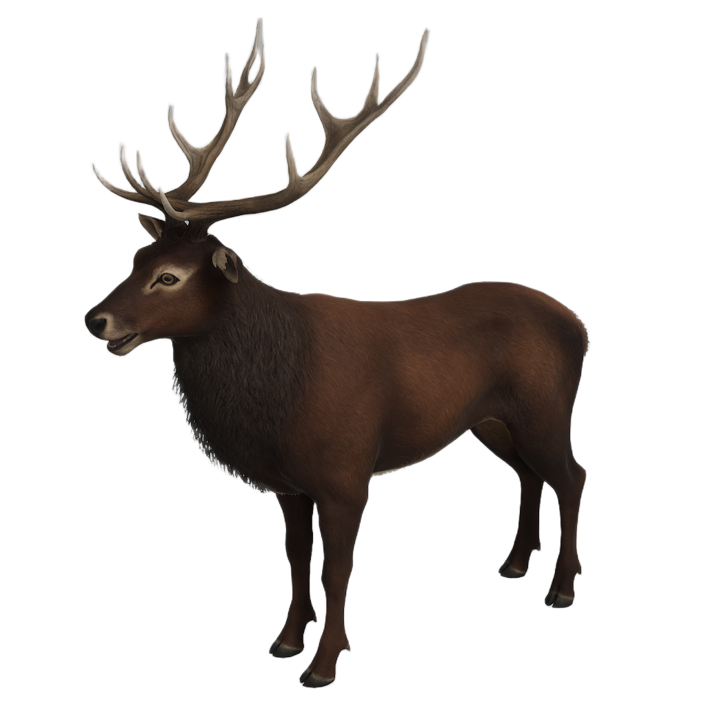 Ussuri Red Deer male fur 2