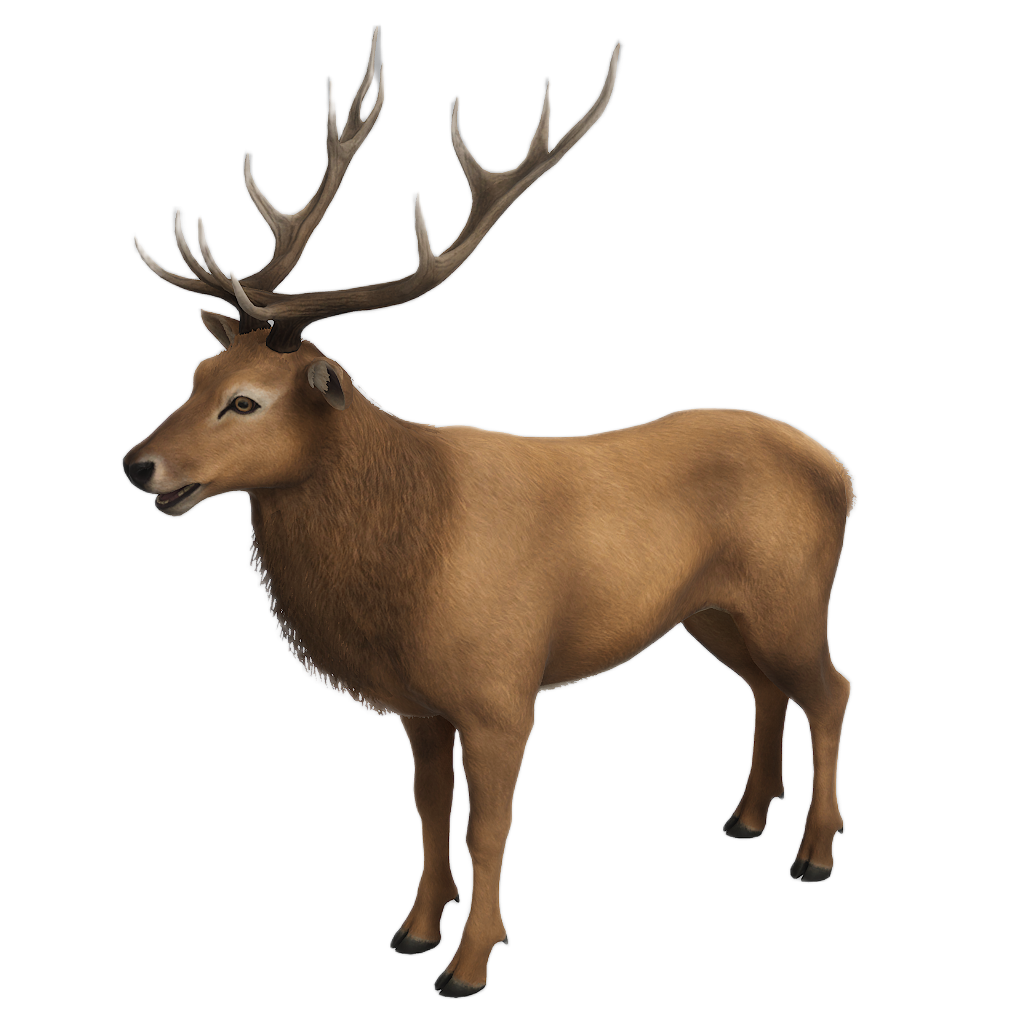 Ussuri Red Deer male fur 3