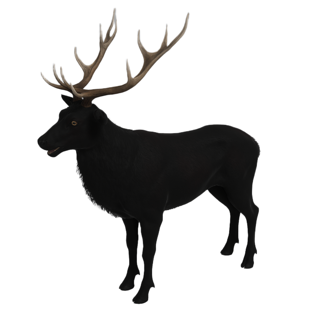 Ussuri Red Deer male fur 4
