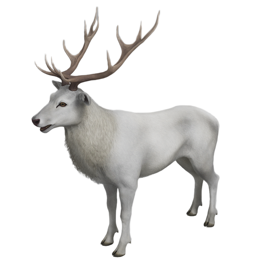Ussuri Red Deer male fur 6