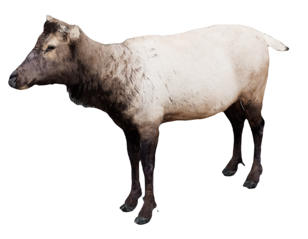 Milu Deer female fur 2