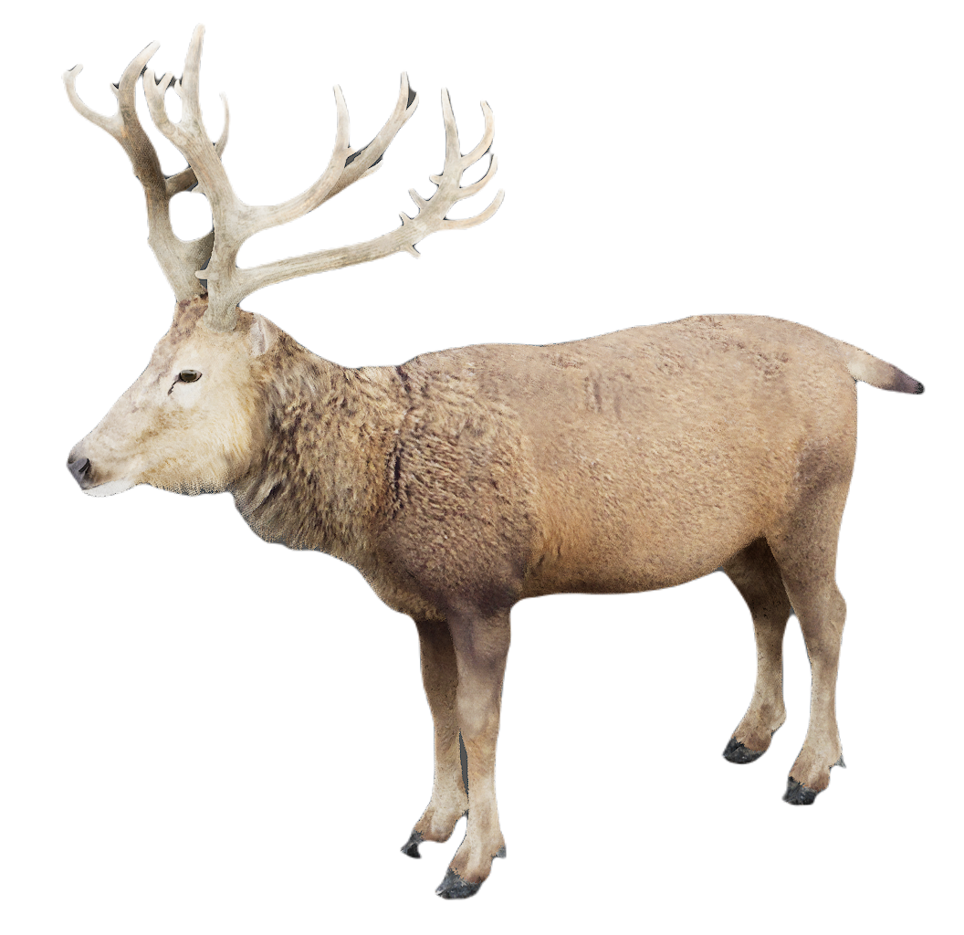 Milu Deer male fur 1