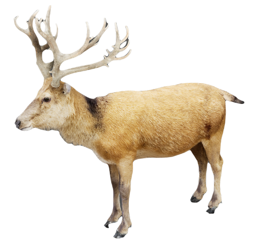 Milu Deer male fur 4