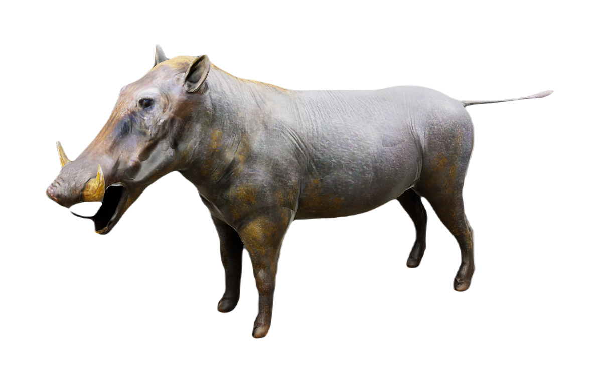 Warthog male fur 3