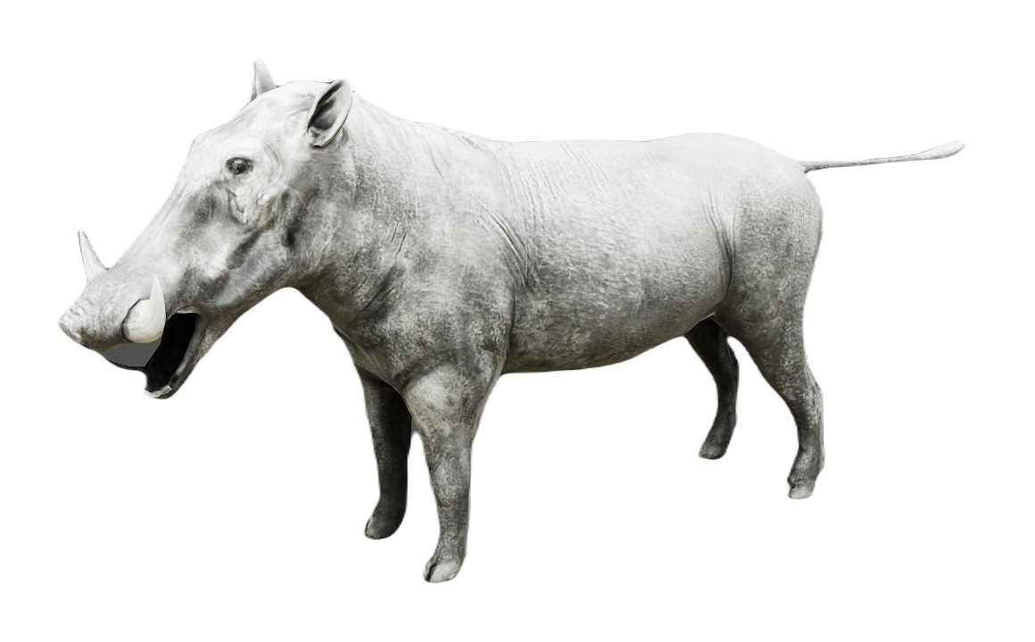 Warthog male fur 6