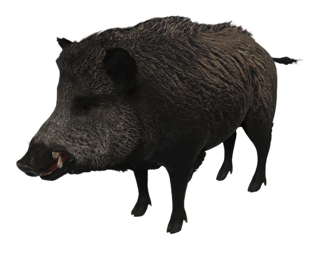 Wild Boar male fur 2
