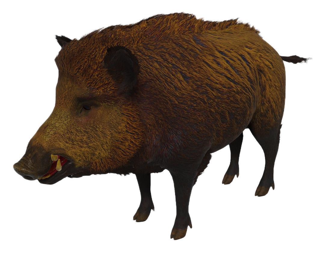 Wild Boar male fur 3