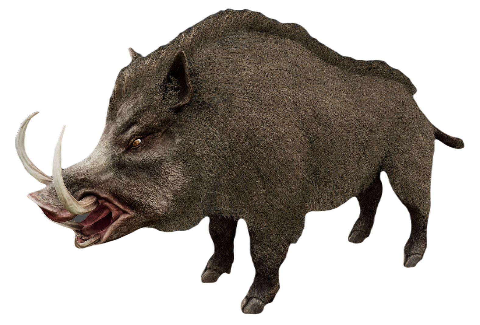Wild Boar male fur 5