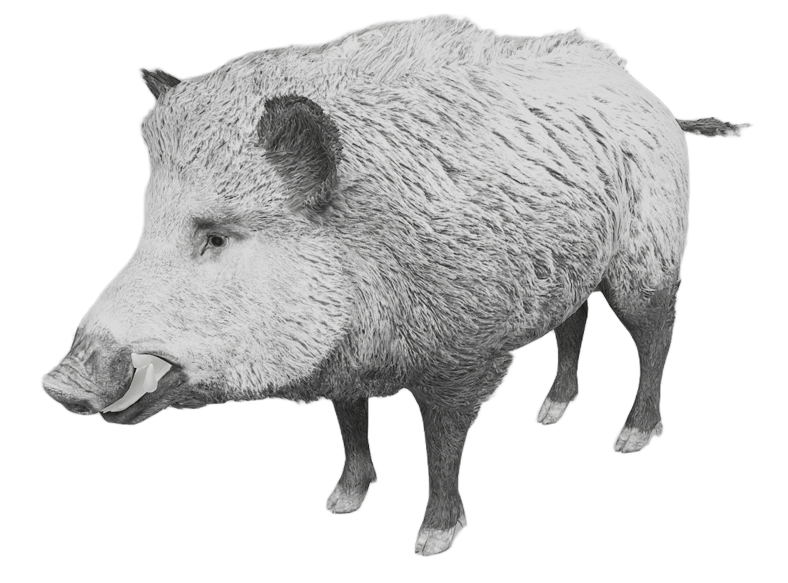 Wild Boar male fur 6